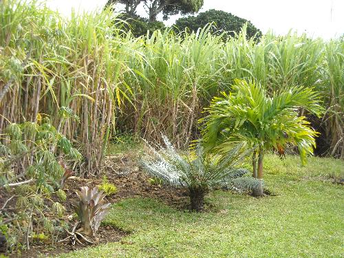 Sugarcane plantation - Sugarcane plantation near Tante Athalie restaurant (Pamplemousses Garden Area)