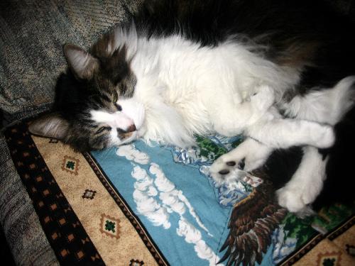 Montana - Montana died on Aug. 2008  He is joined by his brother Bandit who died before him two yrs ago.  One of my boys.