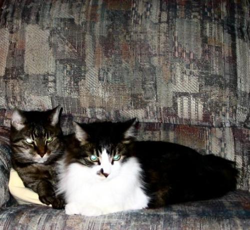 the boys - this is of tunnar and bandit. they were brothers and best of friends. bandit is the short haired cat, who died two years before his brother.