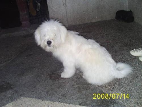 My cutie doggy tamtam - that my cute dog tamtam give with some of my friend to me. tamtam is 1 year and 3 months old. tamtam name come from my family name because my friends want that name. may be my doggy like that name.