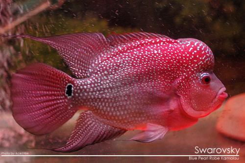 Flowerhorn - Local breed blue pearl kamalau called swarobsky. Louhan or zenzhou line flowerhorn.