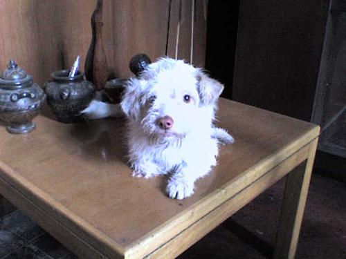 The Puppetite - Our dog's name is actually Kyra. But I call her... The Puppetite!!!
