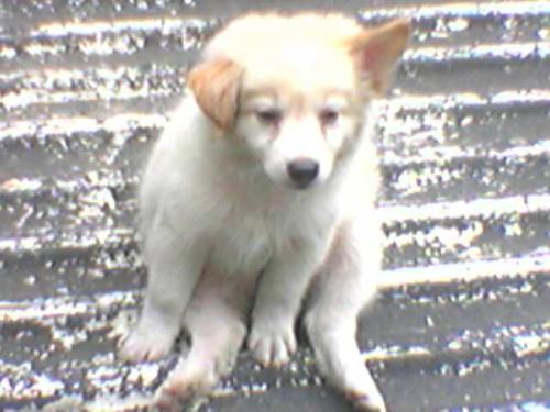 Dufus the dog - Our other dog. His name is actually Rufus, but I call him Dufus....The dog!!!