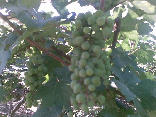 Sauvignon Blanc grape - These are bunches of Sauvignon blanc (white grape) 40 days before the harvest at Nasik(India0