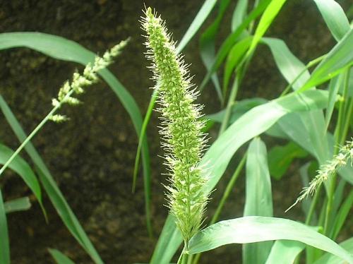 nothing is useless - its just a photograph of a grass.