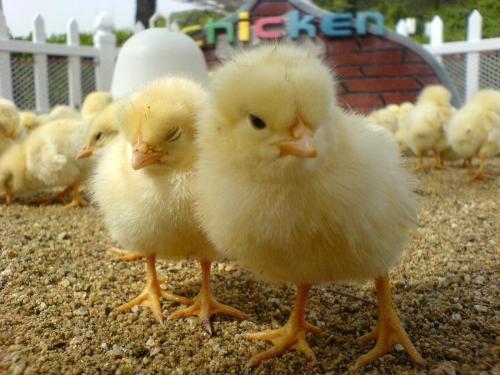 cute pic - this a pic of cute chicks.