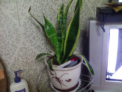 plant for decoration - putting plant inside the house for decoration..