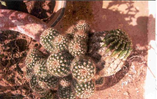 Cactus, Desert flower - cactus, flower,bunch of cactus