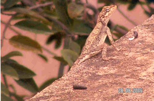 Chameleon, animal, lizard - picture of a chameleon, chameleon on a wall