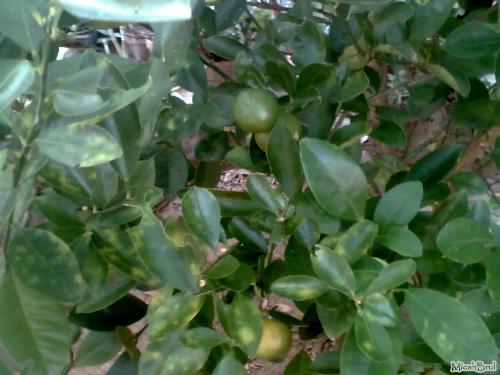 Calamansi fruit - Calamansi fruit is rich in vitamin C. Lots of benefits you can get here. You can use it as a organic medicine and beauty regimen.