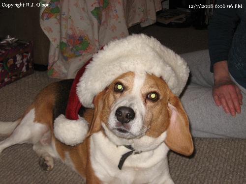 Buster Claus - He looks so cute in my hat.
