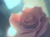 rose - handmade rose
