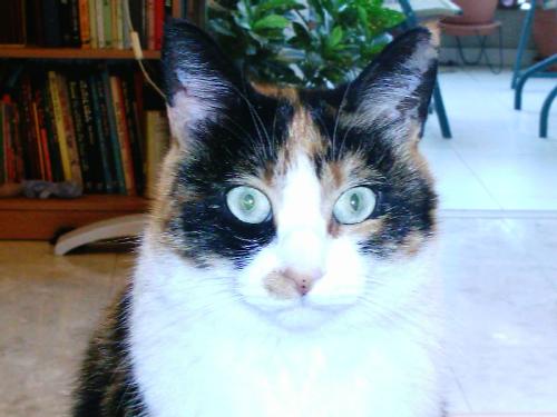 my cat :D - here is my fat cat 1 year ago.  ok. she wasnt that fat... but she is sooooooo big :D