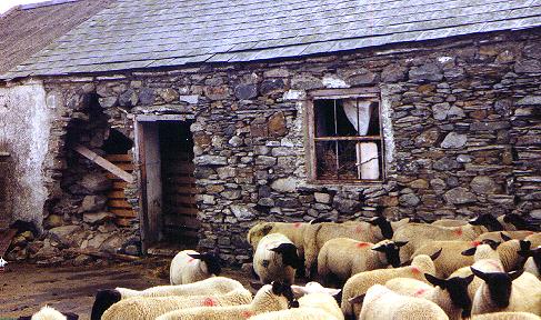 Moneybot Co Down - Sheep barn at Moneybot Co Down