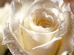 rose - my feeling's.