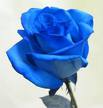 A true blue rose - They say that a blue rose means a mystery and that it also symbolizes the impossible and the unattainable.