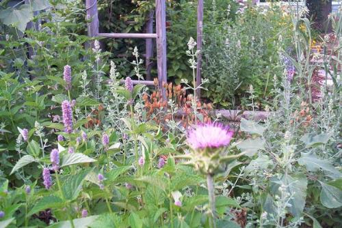Herb garden - Natural remedies