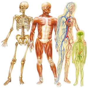Human body - The human body has many forms...magic of mother nature