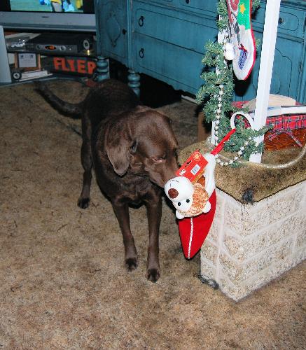 santa came early - checking out her stocking