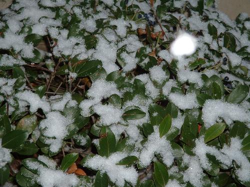 snow in the bushs's in the courtyard - snow in the bush's in the courtyard