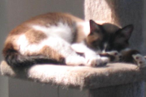 Star - our most feral - This is Star, short for Shooting Star because she was once refered to as a Siamese colored metorite