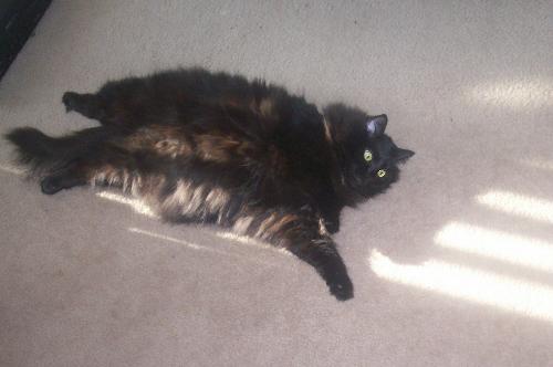 Zora - My Cat