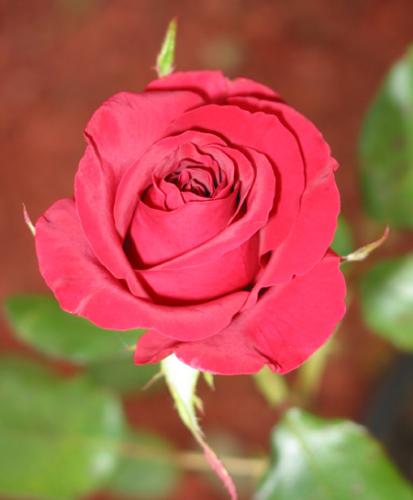 rose - a nice rose