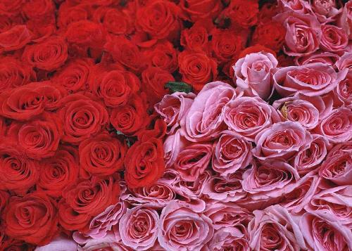 roses - lots and lots of roses