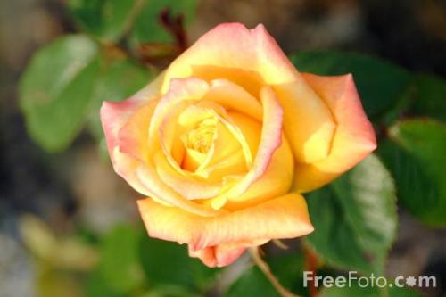 yellow rose - nice yellow rose