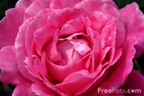 rose - beautiful rose