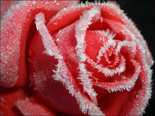 rose - frosty rose