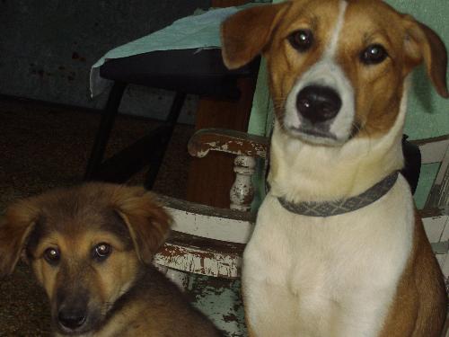 my two dogs.. :P - lol
