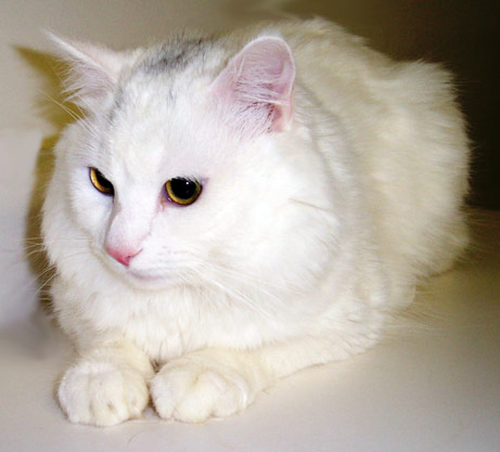 cat - cat photo