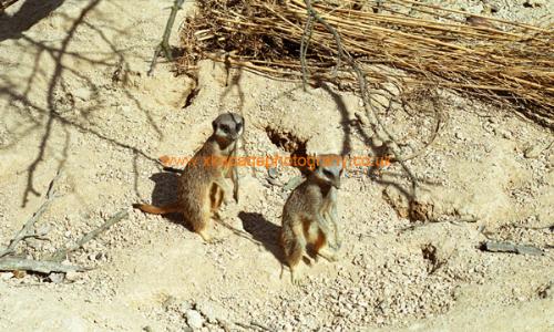 Meercats - This photo of the meercats was taken in a Zoo on a bright sunny day. I took the picture myself. There are alot more I will upload soon.