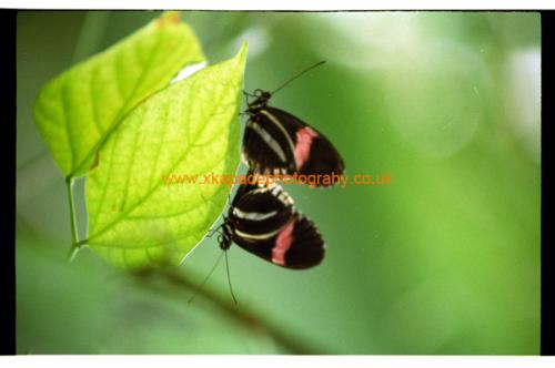 The two Butterflies - I captured this image of this two butterflies attached together, I have no idea what they were doing maybe you can think of something.