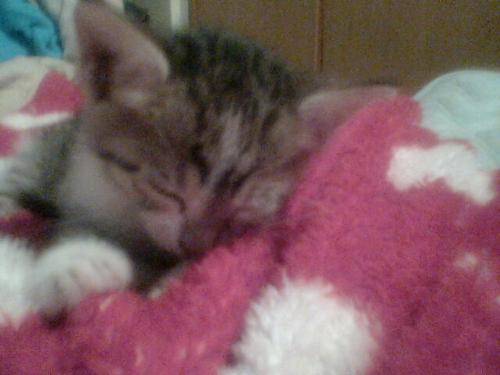 My kitten - :) she's asleep