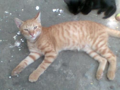 Manog - My other kitten :)