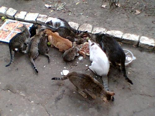 The whole group :) - All my cats :) Well almost, there are some missing.