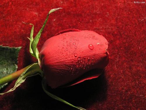 Rose - Rose