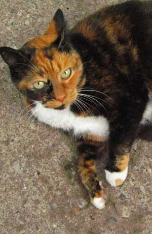 Calico Cat - Waiting for a pat.