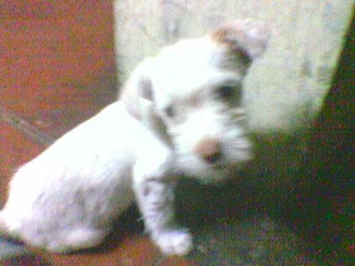 yesss?......my bearded doggy? - yesss?......my bearded doggy? The Puppetite in....action?....
