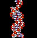 Human DNA - dna