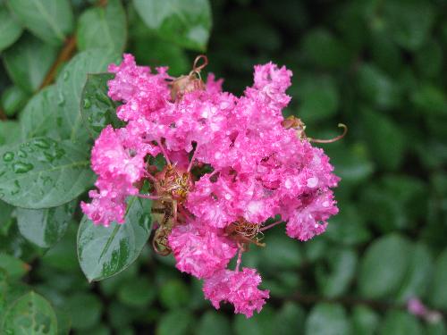 little flower - i took the pic at a park when i was going to an exhibition