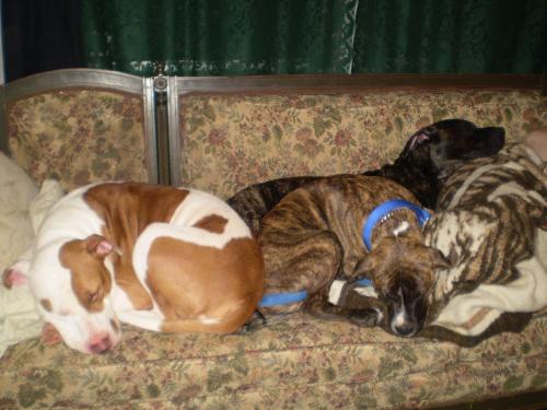 Nali,Star,Bear - My 3 pure Pit Bulls