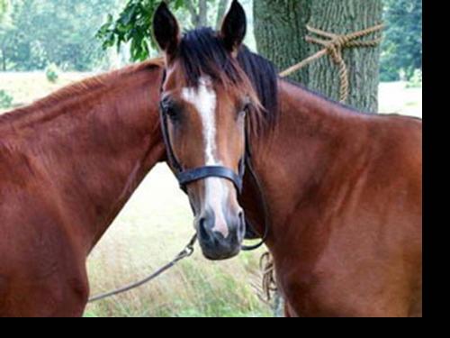 Give us love we will give it back - Animals do know to love Give us love we will give it back - Animals do know to love