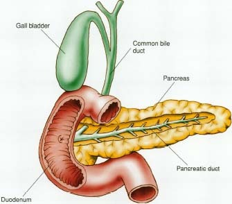 The Pancreas - Pancreas is a gland organ in the digestive and endocrine system.