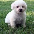 This is the breed of dog I want... - This is not my dog but I found the icture on google and decided that is the breed of dog I want when I get one.