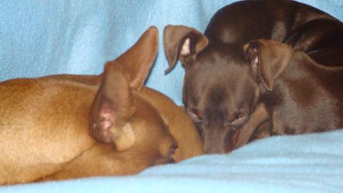 two mini pins - these are my two mini pins sleeping together
