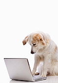 Dog looking at laptop - photo of dog looking at laptop computer