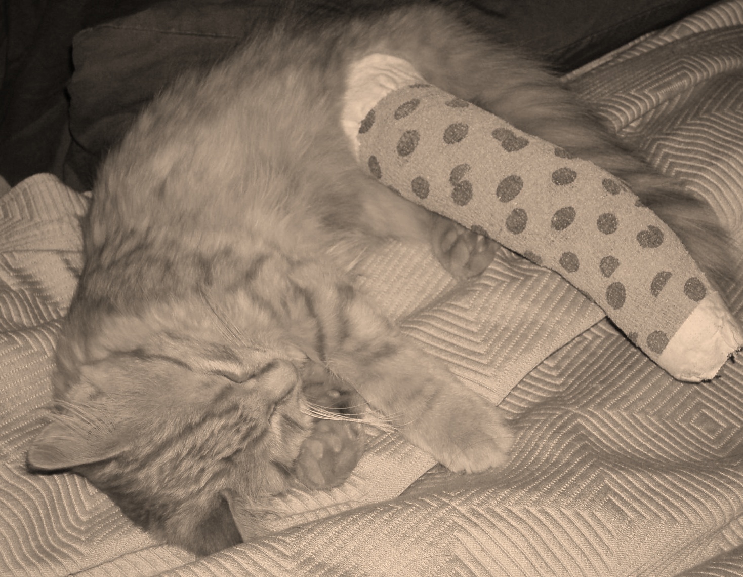 My Catty, Molly - This is molly, the day we got her.  She was abandoned at the emergency center with a broken leg, so we adopted her!